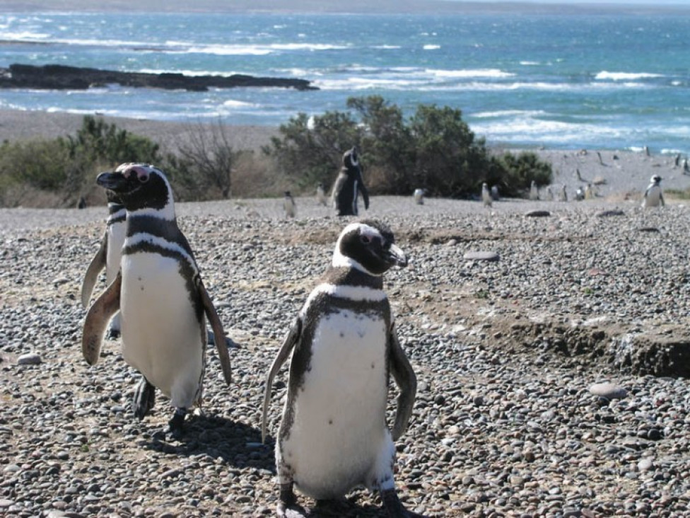 imagen Puerto Madryn en noviembre